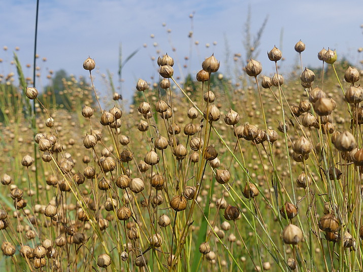 Several flax plants